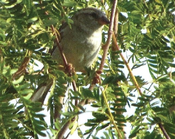 Uccello dall''Oman:  Passer sp.